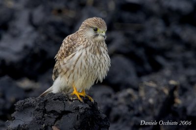 Kestrel (Falco tinnunculus)