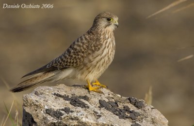 Kestrel (Falco tinnunculus)