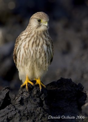 Kestrel (Falco tinnunculus)