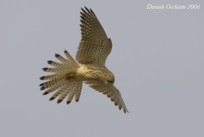 Kestrel (Falco tinnunculus)