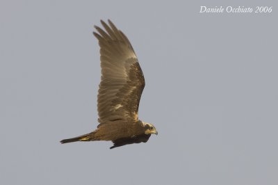 Marsh Harrier (Circus aeruginosus)