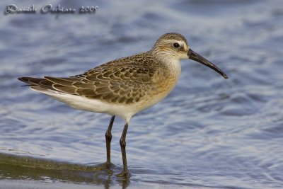 Curlew Sandpiper (Calidris ferruginea)