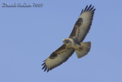 Common Buzzard (Buteo buteo)