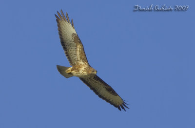 Common Buzzard (Buteo buteo)