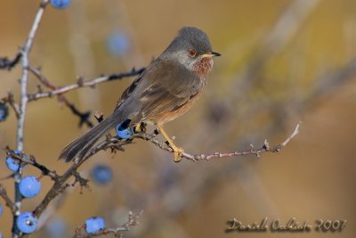 Dartford Warbler (Sylvia undata)