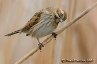 Reed Bunting (Emberiza schoeniclus)