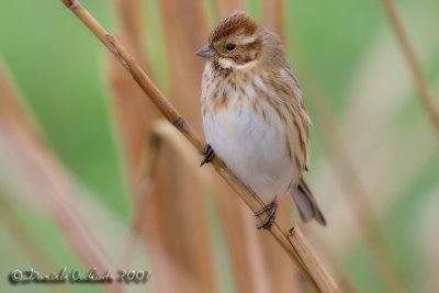 Reed Bunting (Emberiza schoeniclus)