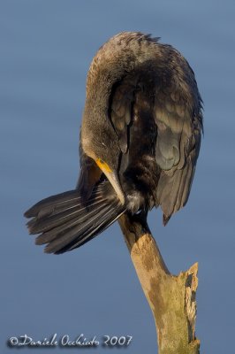 Great Cormorant (Phalcrocorax carbo)