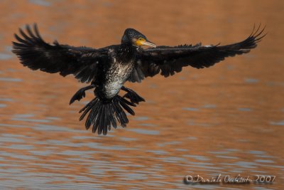 Great Cormorant (Phalcrocorax carbo)