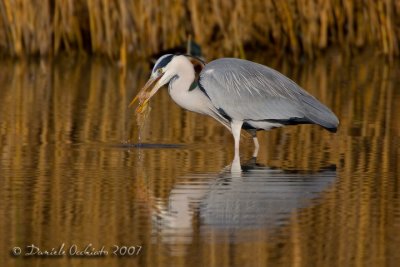 Grey Heron (Ardea cinerea)
