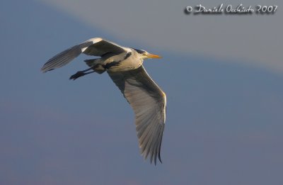 Grey Heron (Ardea cinerea)