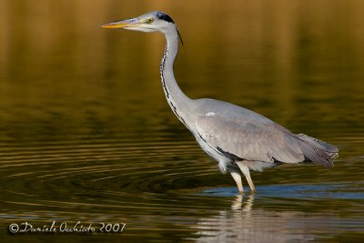 Grey Heron (Ardea cinerea)