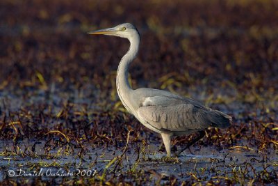 Grey Heron (Ardea cinerea)