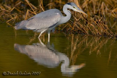 Grey Heron (Ardea cinerea)