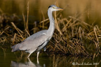 Grey Heron (Ardea cinerea)