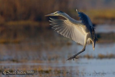Grey Heron (Ardea cinerea)