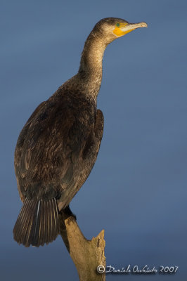 Great Cormorant (Phalcrocorax carbo)