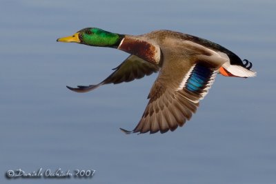 Mallard (Anas platyrhynchos)