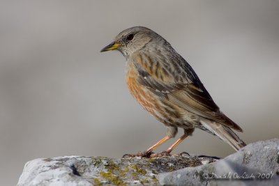 Alpine Accentor (Prunella collaris)