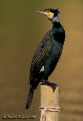 Great Cormorant (Phalcrocorax carbo)