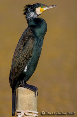 Great Cormorant (Phalcrocorax carbo)