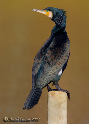 Great Cormorant (Phalcrocorax carbo)