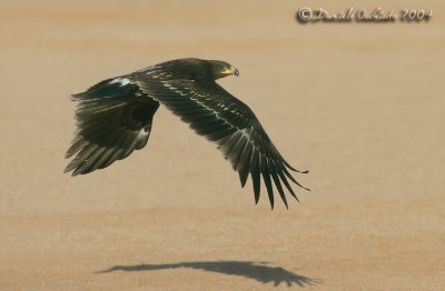 Spotted Eagle (Aquila clanga)