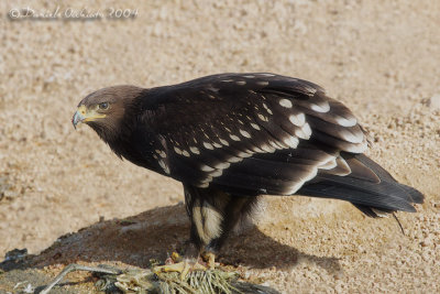 Spotted Eagle (Aquila clanga)