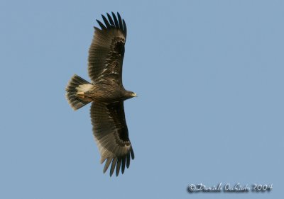 Spotted Eagle (Aquila clanga)