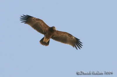Lesser Spotted Eagle (Aquila pomarina)