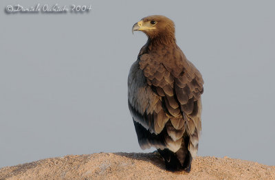 Steppe Eagle (Aquila nipalensis)