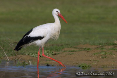 White Stork (Ciconia ciconia)