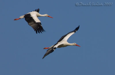 White Stork (Ciconia ciconia)