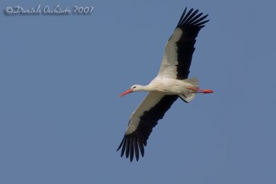 White Stork (Ciconia ciconia)