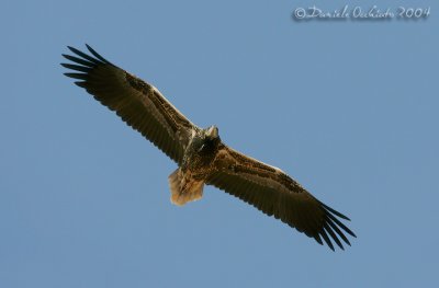 g6/60/469160/3/74717803.NLxCHY3a.jpg