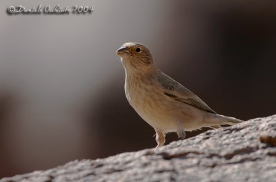 Sinai Rosefinch (Carpodacus synoicus)