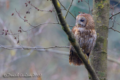 Tawny Owl (Strix aluco)