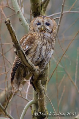 Tawny Owl (Strix aluco)