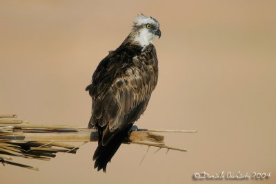 Osprey (Pandion haliaetus)