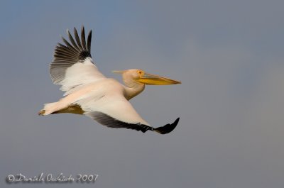 White Pelican (Pelicanus onocrotalus)