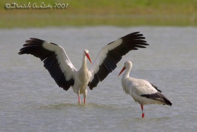 White Stork (Ciconia ciconia)