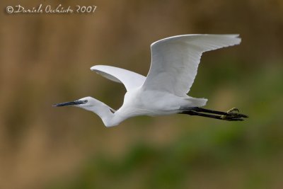 Little Egret (Egretta garzetta)
