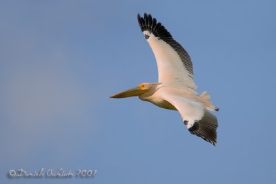 White Pelican (Pelicanus onocrotalus)