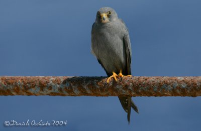 Sooty Falcon (Falco unicolor)