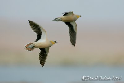 Crowned Sandgrouse (Grandule coronata)