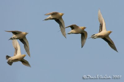 Spotted Sandgrouse (Pterocles senegallus)