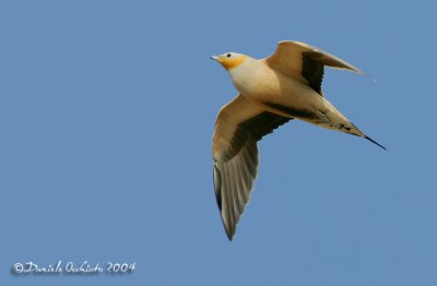 Spotted Sandgrouse (Pterocles senegallus)