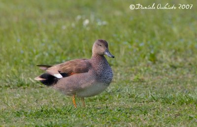 Gadwall (Anas strepera)