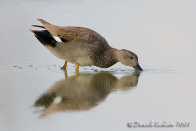 Gadwall (Anas strepera)