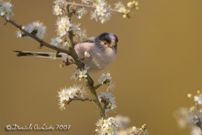 Long-tailed Tit (Aegithalos caudatus ssp italiae)